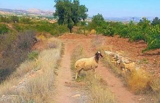 Sürüden kopan koyunu tarım görevlileri buldu