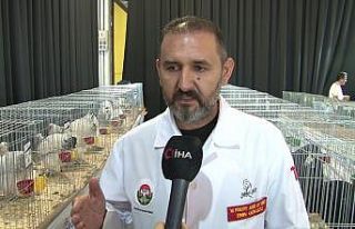 Süs tavukları podyuma çıkacak