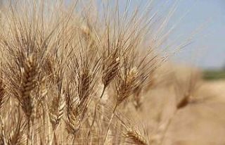 Tahıl ambarı Konya Ovası’nda beklenen rekolte...