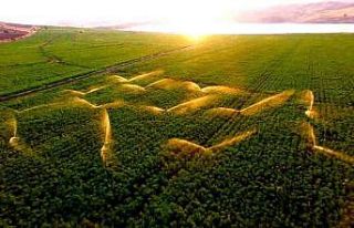 Tarladaki sulama gün batımı ile birleşti, ortaya...