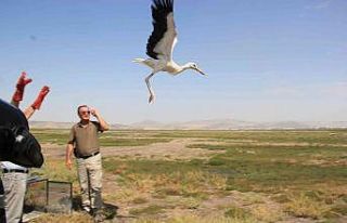 Tedavisi tamamlanan 6 leylek doğaya salındı