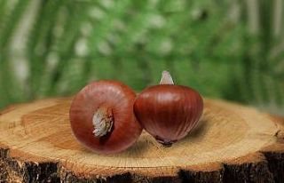 Tekirdağ Soğanı tescillendi