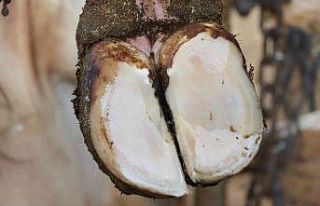 Tırnak bakımı yapılmayan büyükbaşların süt...