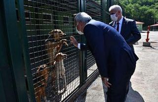 Trabzon Büyükşehir Belediyesi sahipsiz canlara...