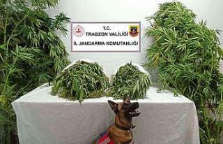 Trabzon’da uyuşturucu operasyonu