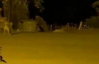 Tunceli’de ayılar kenti mesken tuttu