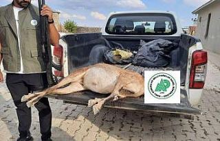 Tunceli’de yaban keçisi avlayan şahsa 253 bin...