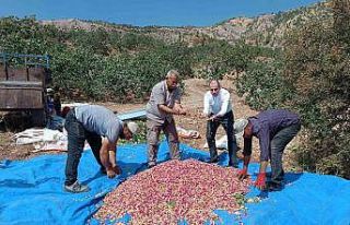 Tut Kaymakamı Erkut Pamuk, fıstık hasadına katıldı