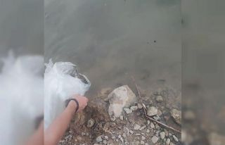 Uluderede iki baraja 300 bin yavru sazan bırakıldı