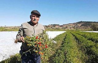 Üreticinin kırağı korkusu naylon gerdirdi