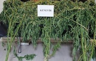 Uyuşturucu operasyonunda 11 tutuklama