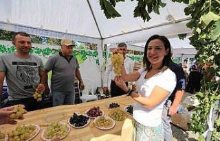 Üzüme dair her şey bu şenlikte