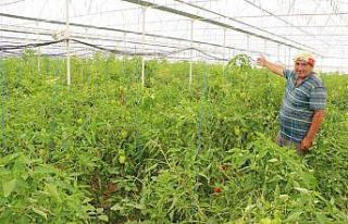 Üzümün başkentinde biber hasadı başladı