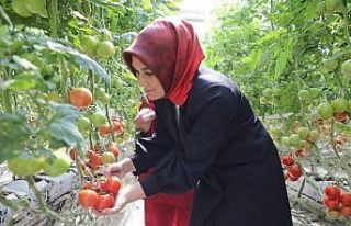 Vali jeotermal kaynak su ile üretim yapan domates...