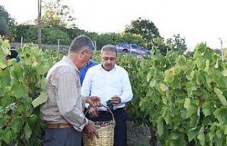 Vali Şıldak, üzüm bağında hasada katıldı