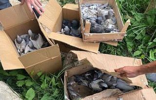Yalova’da 50 bin lira değerindeki güvercinleri...