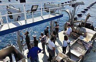 Yalova’da organik midye sertifikasyon işlemleri...