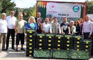 Yalovalı çiftçilere kışlık pazı ve karalahana...