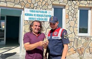 Yaralı ağaçkakana jandarma şefkati