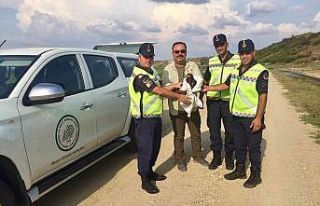 Yaralı bulunan ‘orman kartalı’ jandarma ekipleri...