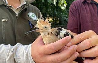 Yaralı kızıl şahin ve ibibik, tedavi altına alındı