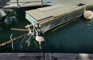 Yaralı martı için seferber oldular