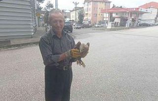 Yaralı şahin, yolcu servisiyle DKMP ekiplerine gönderildi