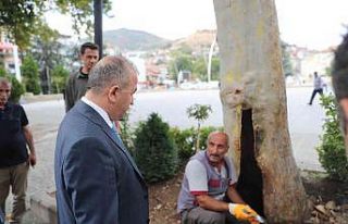Yarım asırlık çınar bakıma alındı