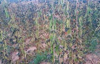 Yayla fasulyesine kırağı vurdu