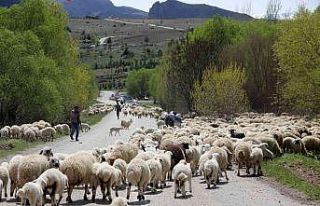 Yayla mesaisini tamamlayan Doğu Anadolu’daki göçerler...