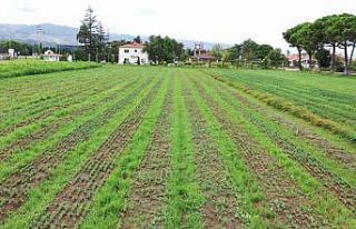 Yeşil vatana 10 milyon fidan