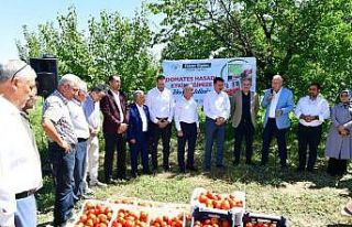 Yeşilyurt’ta domates hasat etkinliği