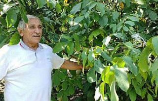 Yetiştirdiği cevizleri toplamak nasip olmadı..Çuval...