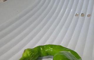 Yılan başlı biber görenleri şaşırttı