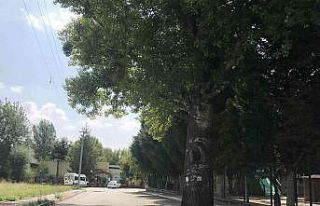 Yolda kalan ağaç dikkat çekti