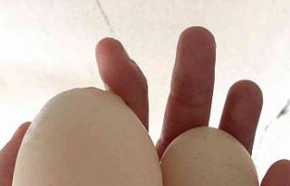 Yumurta içinden yumurta çıktı