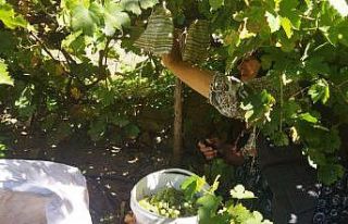 Yunusemre’de bağ bozumu başladı