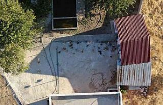 Yurt dışında gördü, Lice’de milyonluk ‘Pomeranian’...