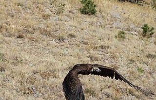 Zehirlenen kara akbaba doğaya salındı