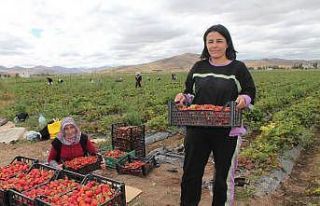 Ziraat mühendisiyken öğrendiği tekniklerle Bayburt’ta...