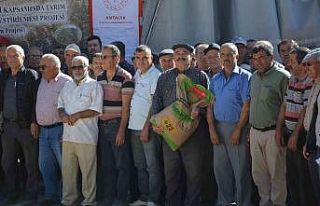 200 çiftçiye 50 ton sertifikalı buğday tohumu...