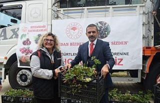 26 üreticiye 13 bin böğürtlen fidanı dağıtıldı