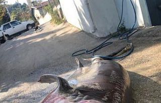 500 kiloluk dev  ağlara takıldı