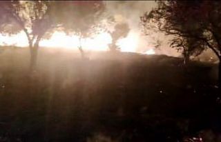 6 köyün zeytinliğini yaktı, köylüler nöbete...