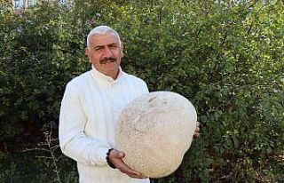 9 kiloluk mantar görenleri şaşırttı