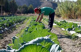 Adabahçe’nin toprakları kış fideleri ile buluşuyor