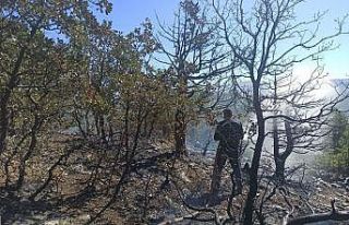 Adıyaman’daki orman yangını tamamen söndürüldü