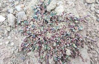 Afyon Madımağı fotoğrafları büyük ilgi gördü
