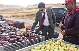 Ahlat elması yurt dışı pazarında