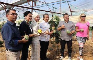 Alanya’da tropikal hasat şöleni